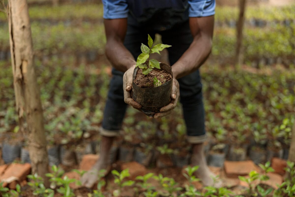 Klimastrategie: Kaffeeplantage mit Kaffeesetzlingen in Afrika: Farmer hält eine kleine Kaffeepflanze in der Hand