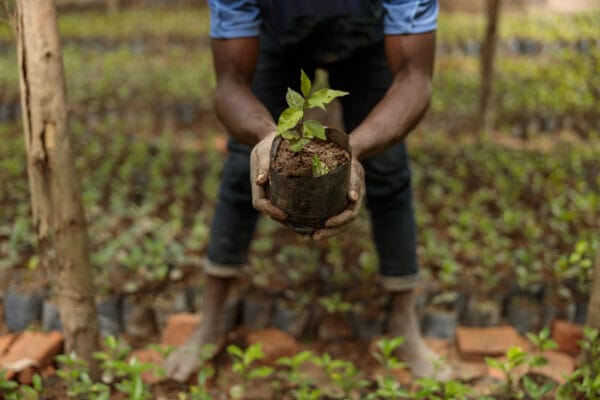 Klimastrategie: Kaffeeplantage mit Kaffeesetzlingen in Afrika: Farmer hält eine kleine Kaffeepflanze in der Hand