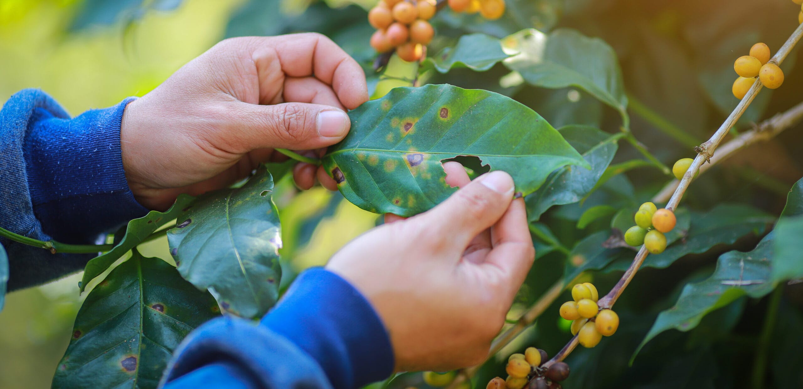 Kaffeepflanze: Kaffeefarmer hält Blatt eine kranken Kaffeepflanze. Rost
