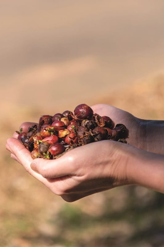 AdobeStock Kaffeekirschen handvoll 4c - Cascara-Set