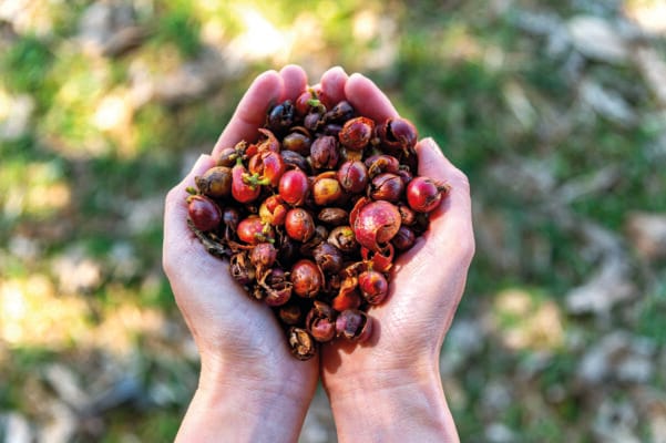 Dried fresh skin of cherry coffee bean  for cascara pulp tea on
