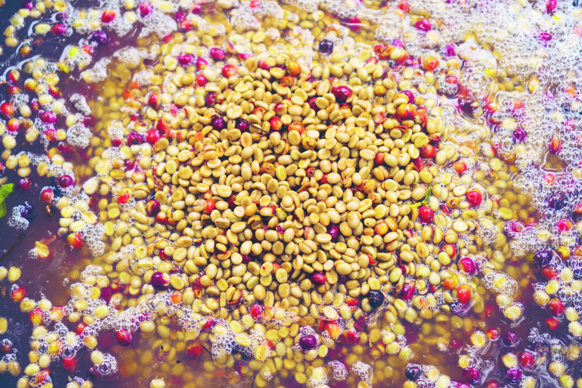 Aufbereitung Blog Fermentation - Das große 1 x 1 der Kaffeeaufbereitung