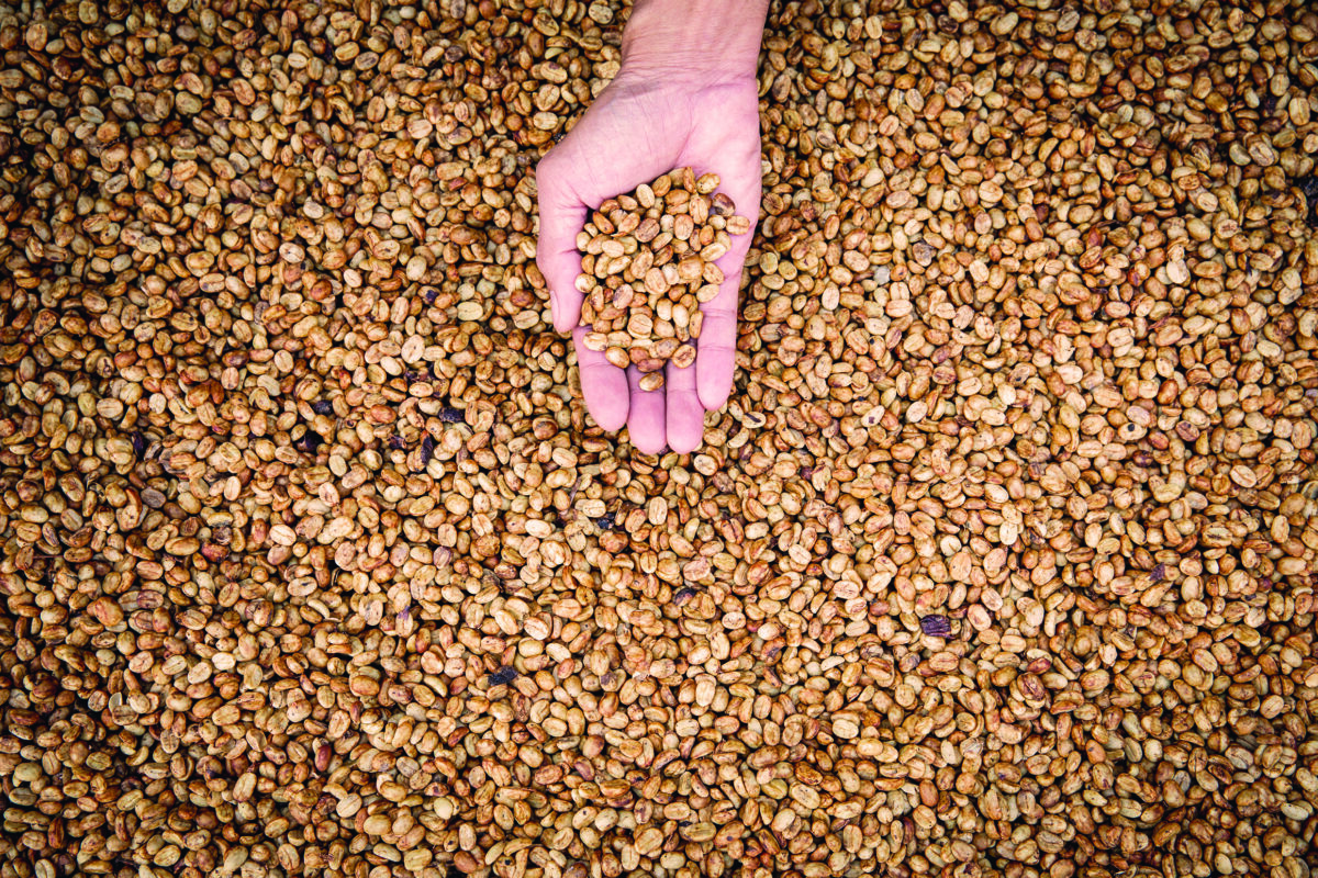 Aufbereitung Blog Rohkaffee 1 - Das große 1 x 1 der Kaffeeaufbereitung
