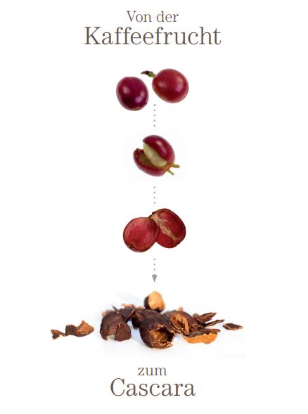 Cascara Skizze - Kaffeekirsche
