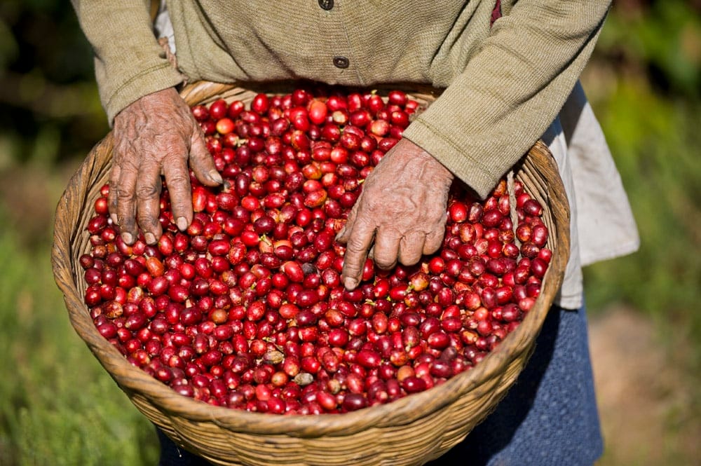 Kaffeekirschen Ernte
