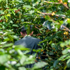 Kaffeefarmer auf Kaffeeplantage in El Salvador, Zentralamerika