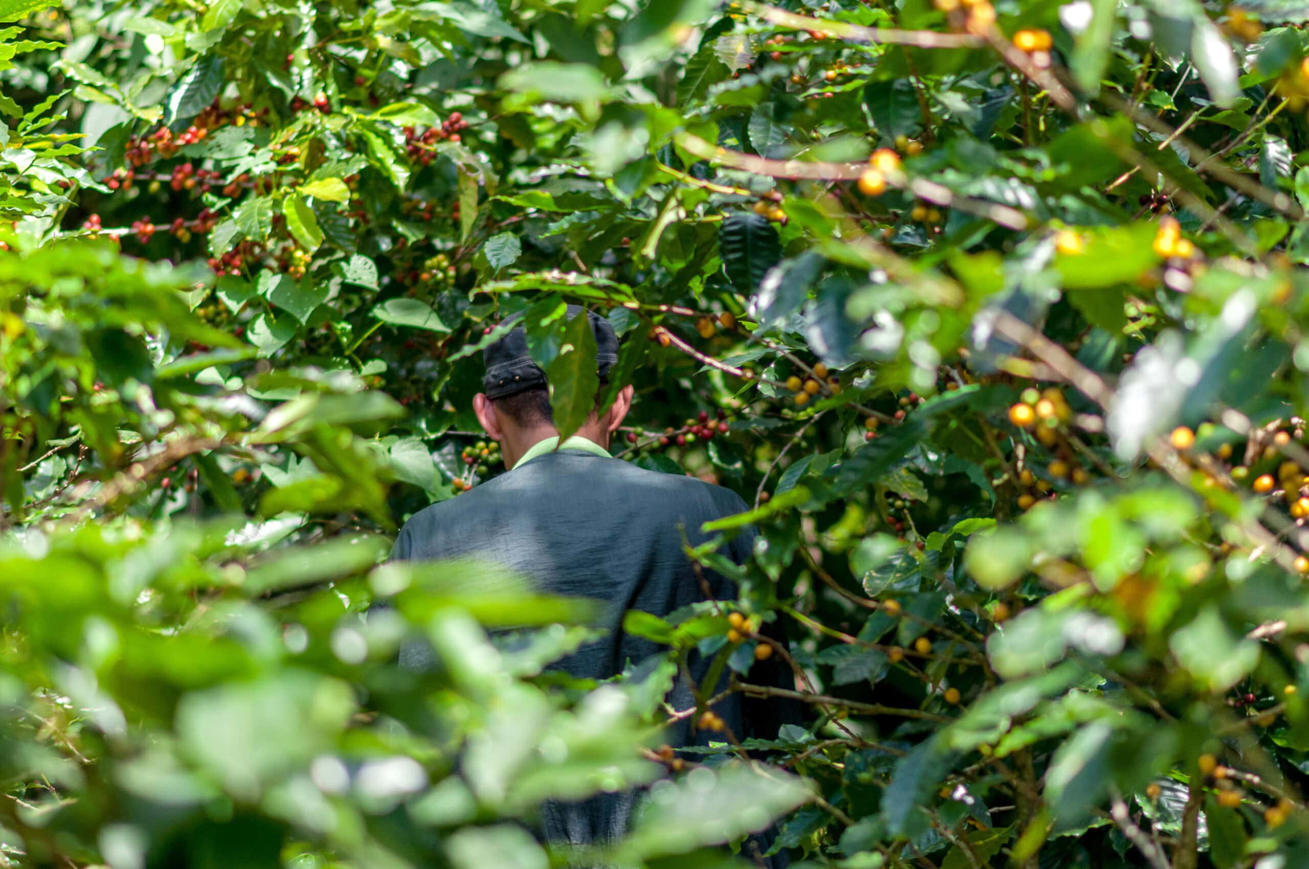 Kaffeefarmer auf Kaffeeplantage in El Salvador, Zentralamerika