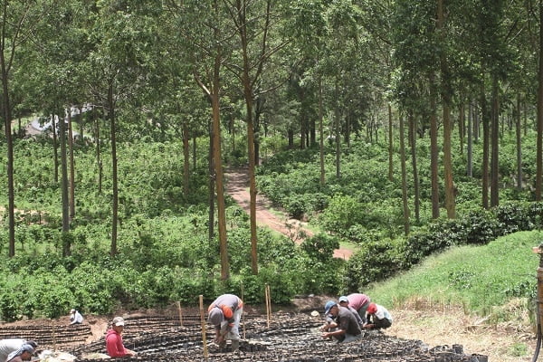 Blick auf Plantage Santa Elena mit arbeitenden Menschen und viel Wald dahinter