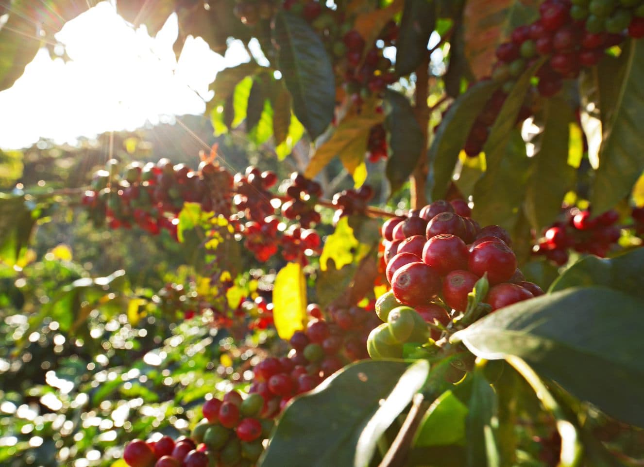 Asien Asia Coffee Cherry Sun