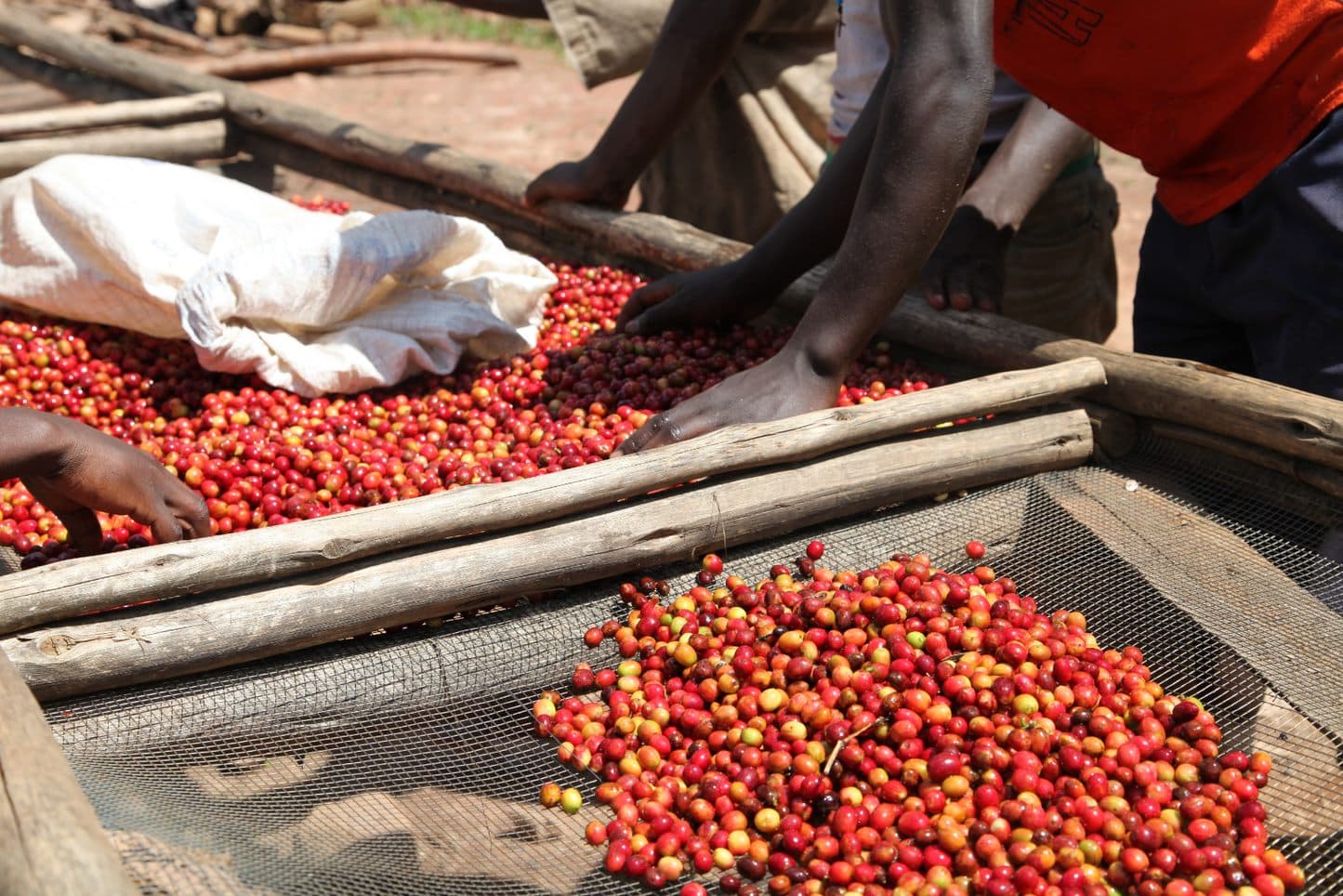 Handpicking Burundi Coffee Africa